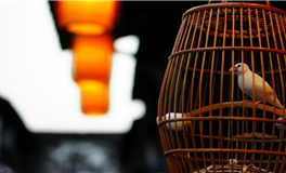 宋韶光属鸡人2024年整体运程