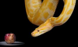 金蛇是不是上等命，属蛇人金命一生命运如何