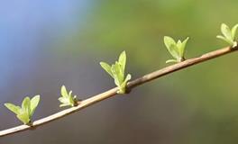 1984年属鼠佩戴什么旺事业