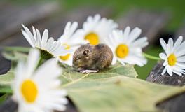 1984年属鼠人办公室摆放风水，属鼠办公室如何布置最好