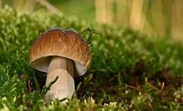 属蛇的禁忌养什么宠物，不适合属蛇养的宠物