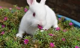 1987年属兔的未来五年运势如何