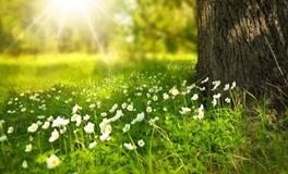 属蛇人最旺的绿植及摆放位置，属蛇卧室不宜种植什么植物