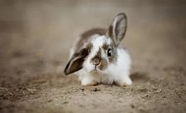 1975年属兔人49岁会有什么坎，如何转运