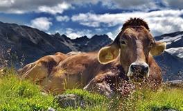 属牛人2024年适合领证吗，属牛的最佳婚配