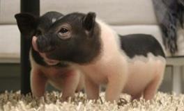 生肖猪女和什么生肖最配