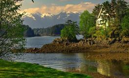 属猪适合养什么花