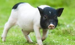 1971年属猪人未来10年大运