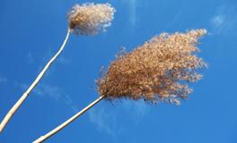 属猪男人恨你的表现