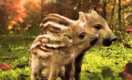 1995年属猪女跟什么生肖结婚最配