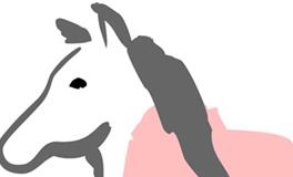 属马的女人命运和婚姻怎样