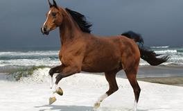 属马男人喜欢什么样的女人