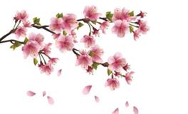 属羊人的桃花贵人是谁