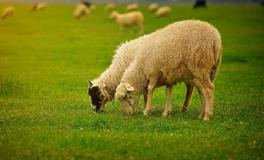 属羊的好运和倒霉的年份