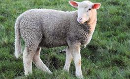 属羊的偏财位在哪里