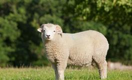 2015属羊的40岁以后命运如何