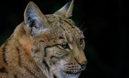 2024年属虎的有丧门之灾吗，属虎2024年需要注意什么