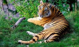 1974年属虎50岁有什么灾，工作健康感情