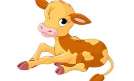 属牛的女人命怎么样