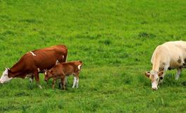 1949年属什么生肖，1949年属牛人一生运势