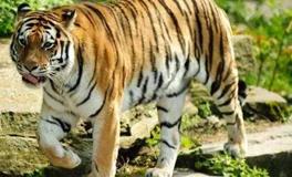 1950年属什么生肖，1950年属虎人一生运势