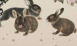 属兔女生的性格和脾气