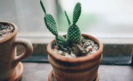 适合属龙适合养什么花