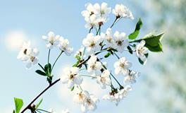 属蛇的人适合养什么花