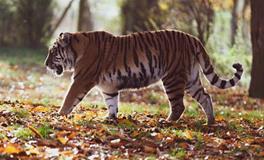 86年虎2024年必有一难，有什么灾难