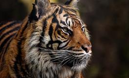 2024属虎人的运气和财运，2024年属虎人财富运势表现如何