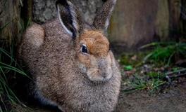 1987年属兔人的十年大运什么时候起