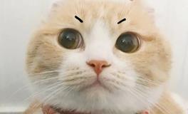 某星座：我看起来软萌，但不代表人人可欺