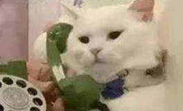 发疯的星座们，精神状态领先100年