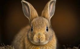 属兔的人2024年的五大预兆，分别是什么