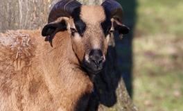 属牛人2024年有什么灾难，如何化解灾难