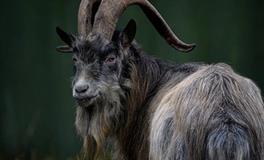 1985年属牛40到49岁运势如何