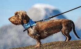 什么是过七劫，1982年属狗人42岁怎么过七劫