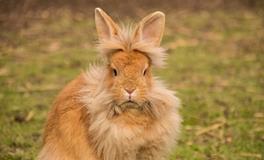 1987的属兔人在2024年的财运如何，需要注意什么