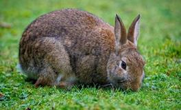 属兔人2024年的健康建议有哪些，需要注意什么