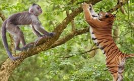 属猴的和属虎的结婚好吗？会幸福吗？