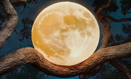 中秋佳节，哪些梦境暗示你该返乡团圆