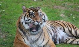 2025属虎人每月运势及运程