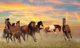 2025属马人的运势和财运