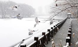 寒冷小寒时，温馨归家路