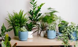 绿植入驻卧室：宜忌全解析，你知道吗？