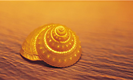 是虚伪还是自我保护？一直都带着面具生活的星座