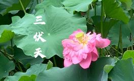 今夏三伏不寻常：提前准备，迎接平安伏天