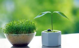 提升家居运势的五种风水植物