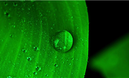 2026年：哪些生肖将拥抱爱情的新篇章？