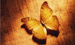 越孤独越清醒的星座